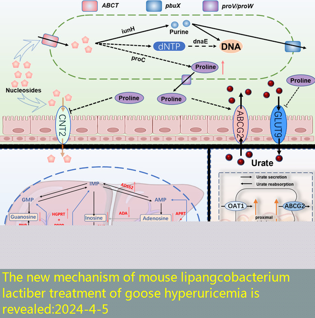 The new mechanism of mouse lipangcobacterium lactiber treatment of goose hyperuricemia is revealed
